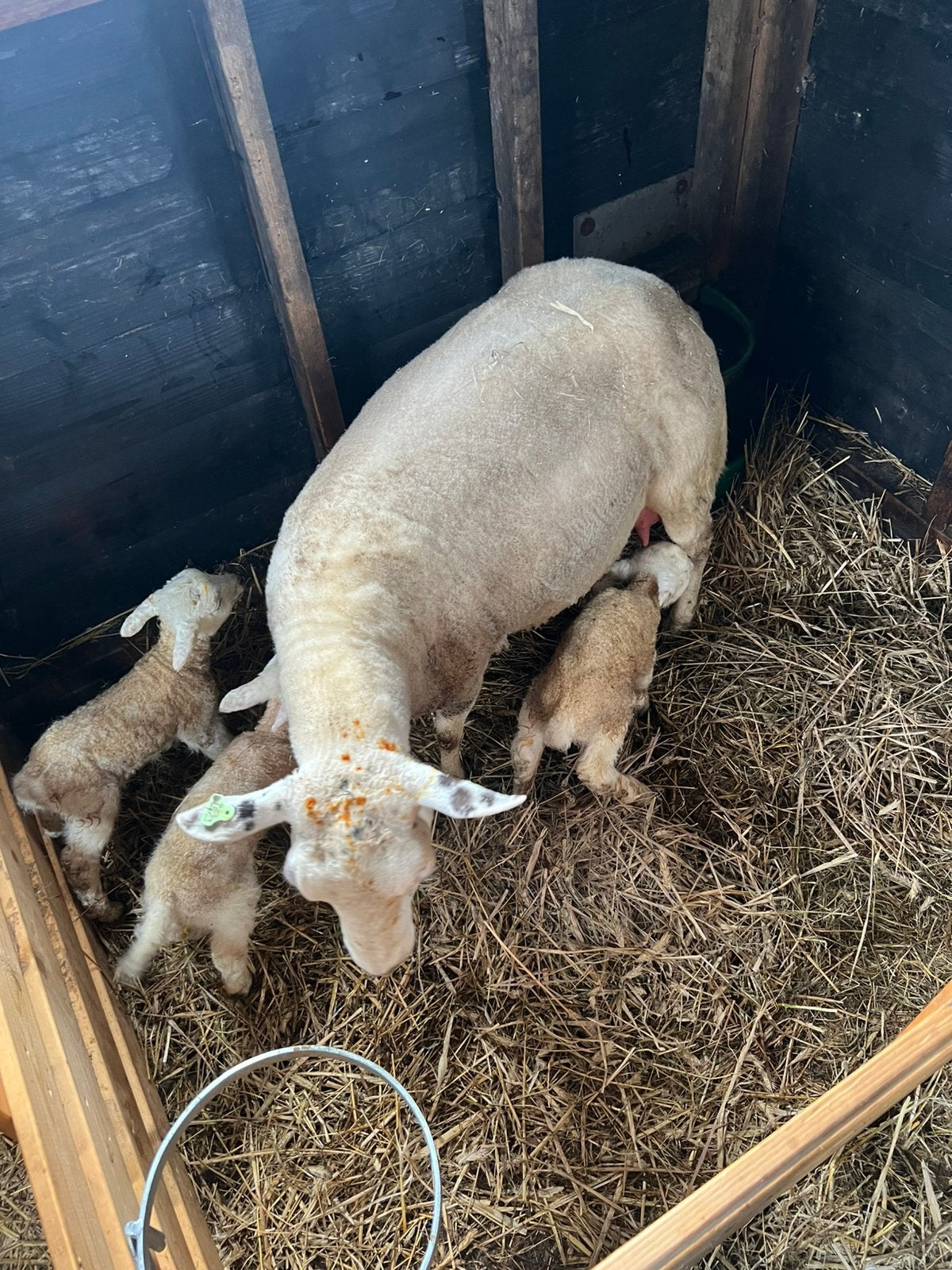 Onverwante swifter ooi, Vrouwelijk, Schaap