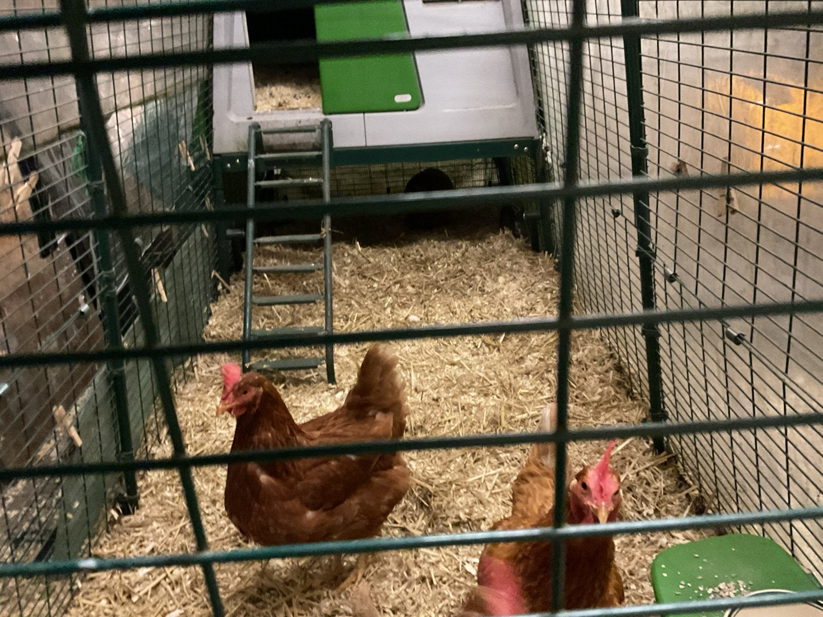 Te koop gevraagd Eglu Cube omlet hoge inloopren, Ophalen of Verzenden, Zo goed als nieuw