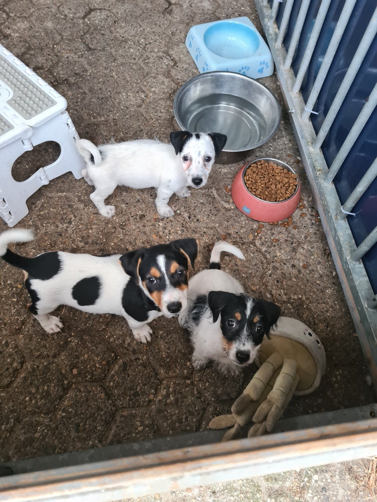 Vrolijke Jack Russell Terriër pups, Dieren en Toebehoren, Honden | Jack Russells en Terriërs, HCC (leverziekte), Jack Russell Terriër