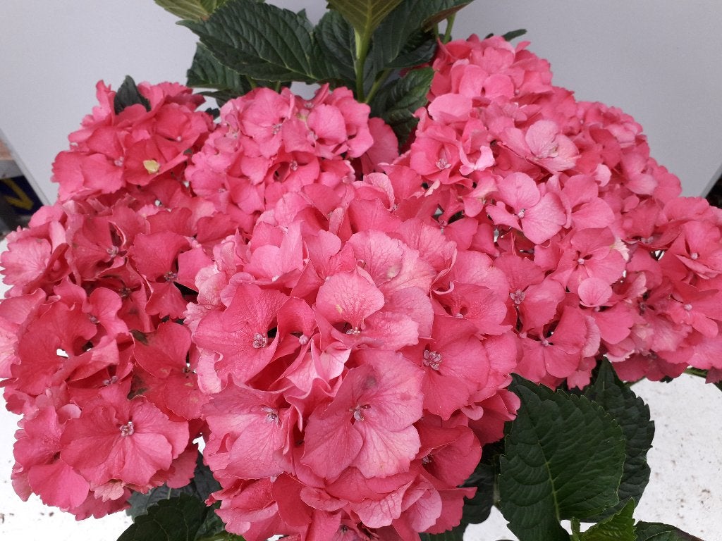Grote partij boerenhortensia bolhortensia in kleuren, Ophalen of Verzenden, Hortensia, Haag, Minder dan 100 cm