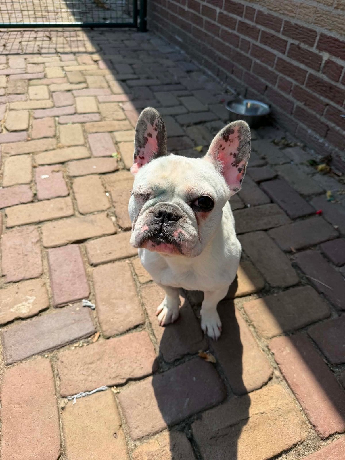 Frenkie, franse bull reu gec 2 jaar, Particulier, Reu, 1 tot 2 jaar, Buitenland