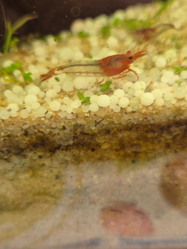 Rode Rili Garnalen, Dieren en Toebehoren, Vissen | Aquariumvissen, Kreeft, Krab of Garnaal