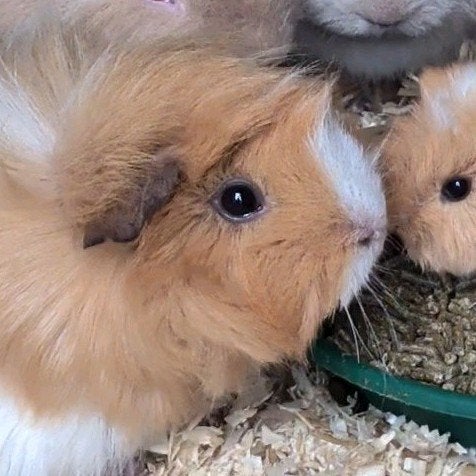 Mooie en tamme borstelharige cavia zeug, Dieren en Toebehoren, Cavia, Vrouwelijk, November, Tam