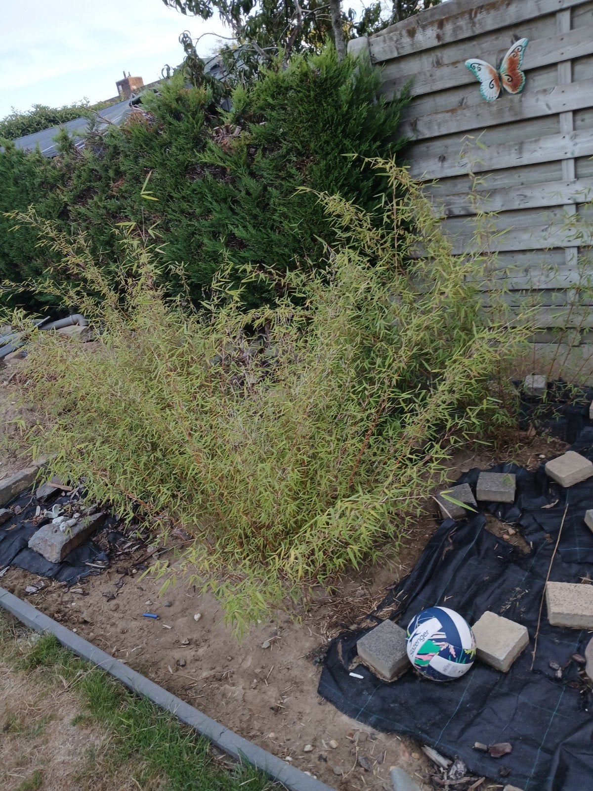 bamboe gratis af te halen, Tuin en Terras, Planten | Struiken en Hagen, Ophalen, Bamboe, Struik, 100 tot 250 cm