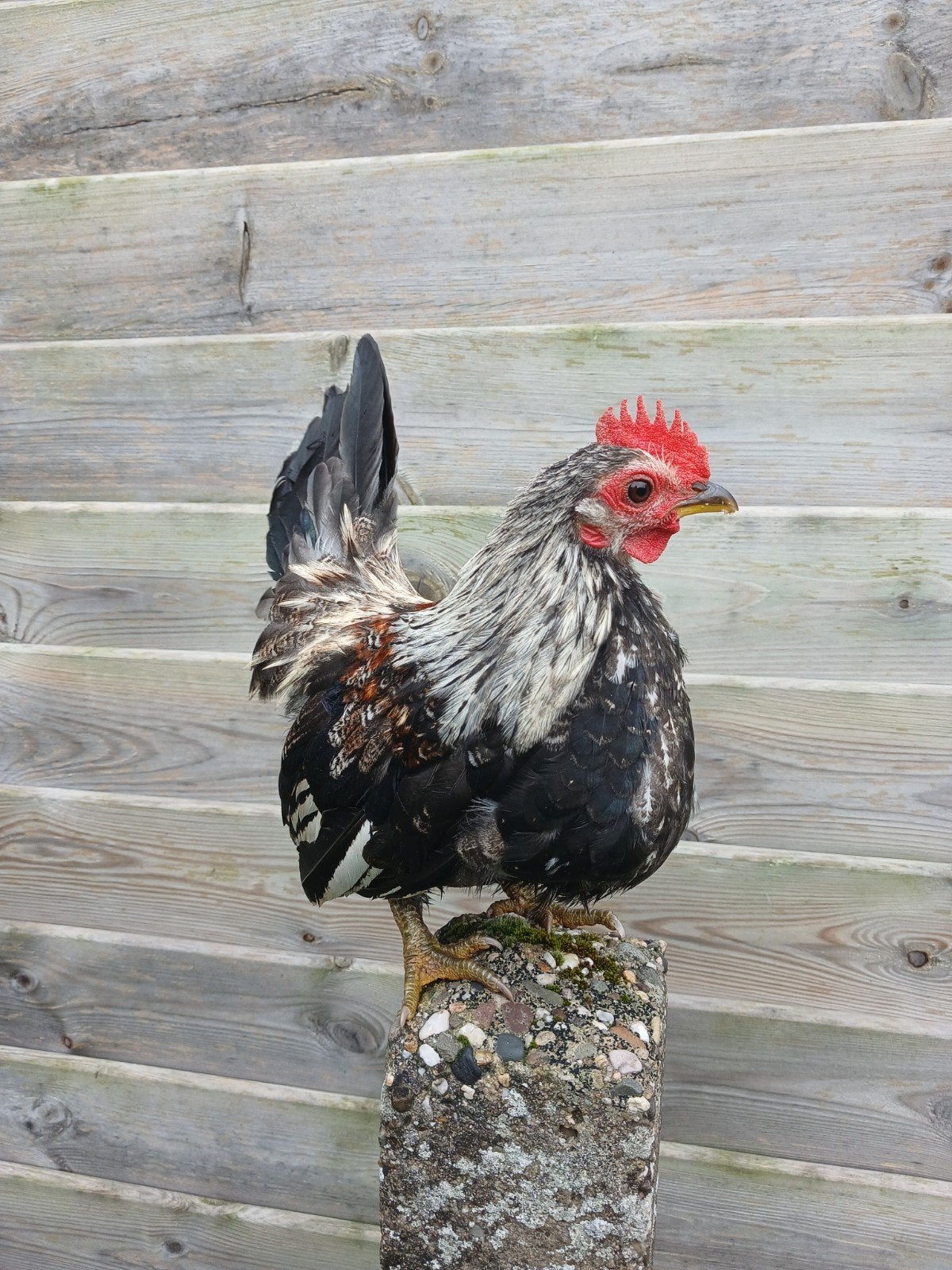serama, Dieren en Toebehoren, Mannelijk, Kip
