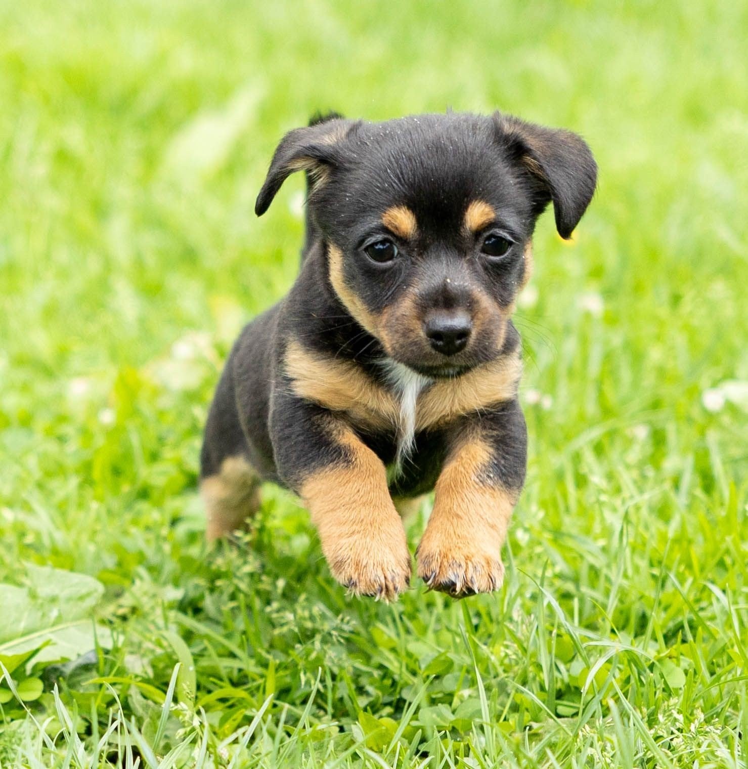 Jack russell pups, Dieren en Toebehoren, Honden | Jack Russells en Terriërs, Parvo, Jack Russell Terriër, 8 tot 15 weken, Meerdere