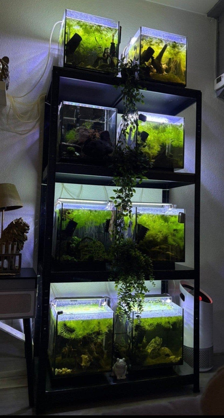 Aquarium stelling met 8 qubiq 30 aquaria, Ophalen, Overige typen, Zo goed als nieuw, Juwel