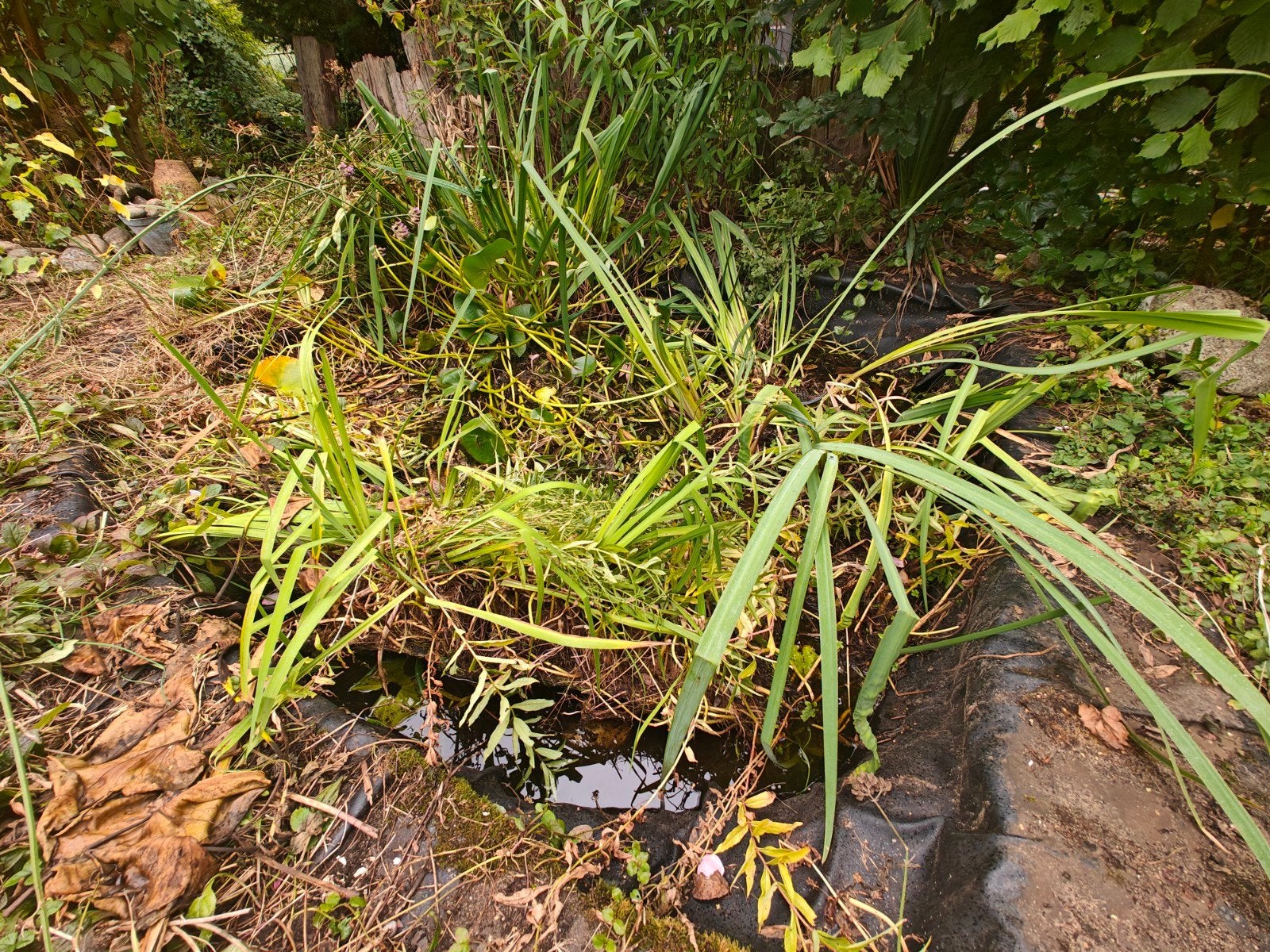 Waterplanten voor de vijver, Ophalen, Gebruikt