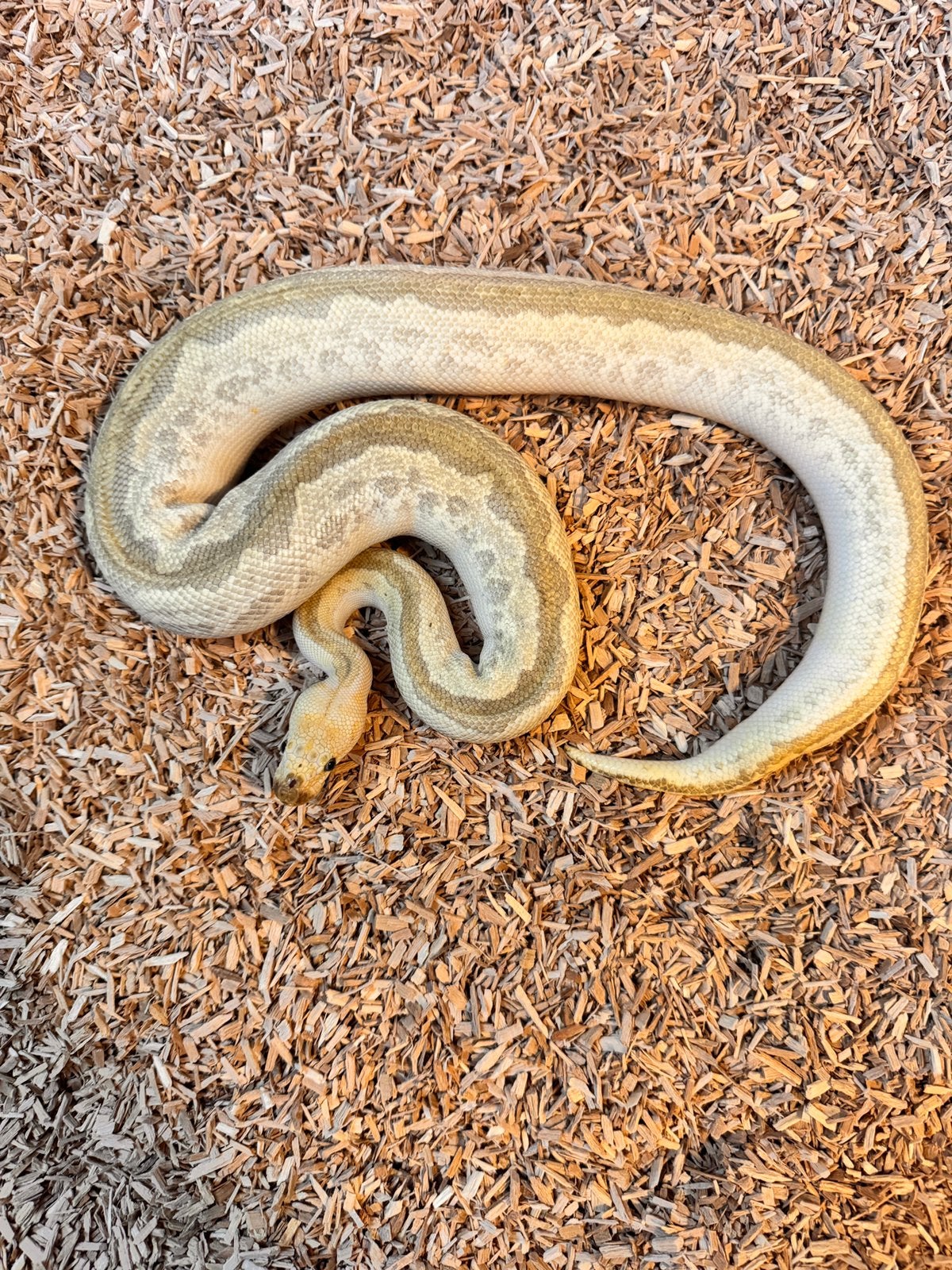 Ballpython 1.0 Bamboo Pastel Spotnose Clown, Dieren en Toebehoren, Reptielen en Amfibieën, Slang, 0 tot 2 jaar