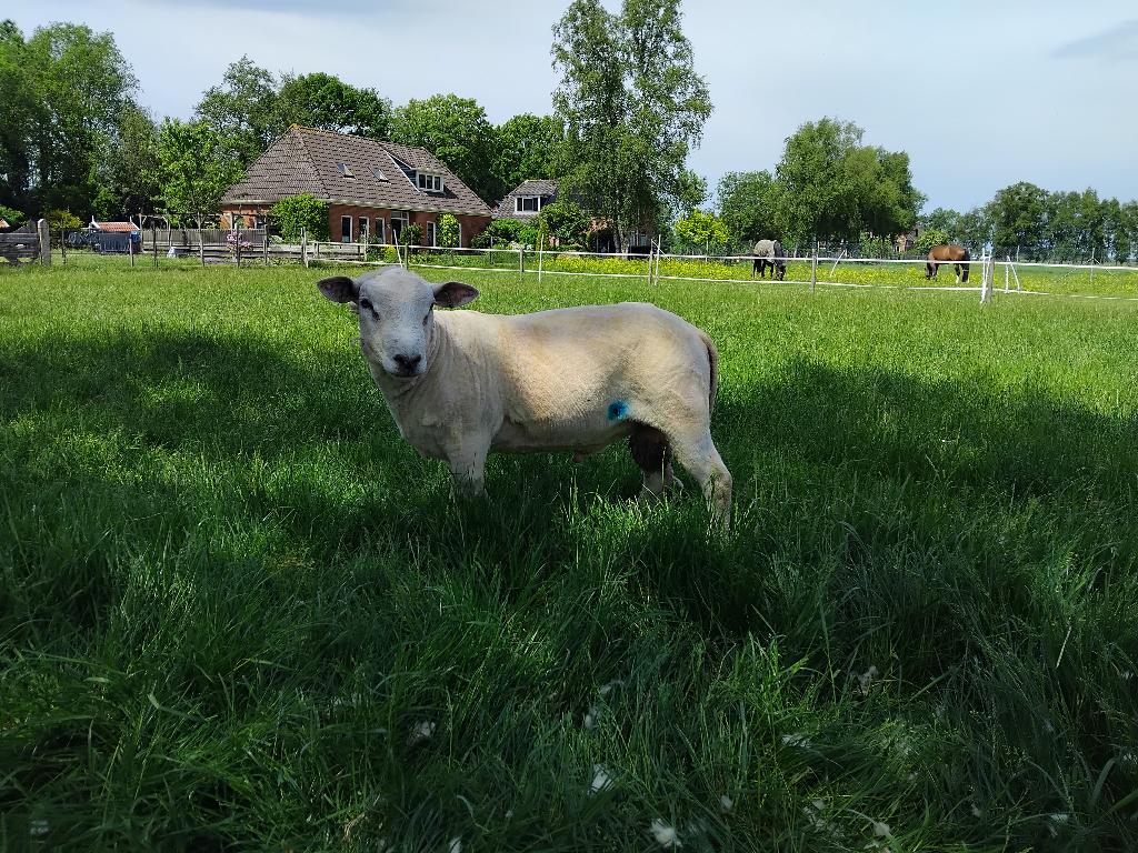 Dekram Swifter, Mannelijk, Schaap, 0 tot 2 jaar