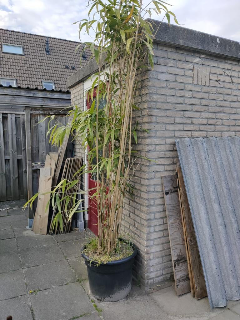Bamboe plant in pot., Tuin en Terras, Schuttingen, Ophalen, Minder dan 3 meter, 2 meter of meer