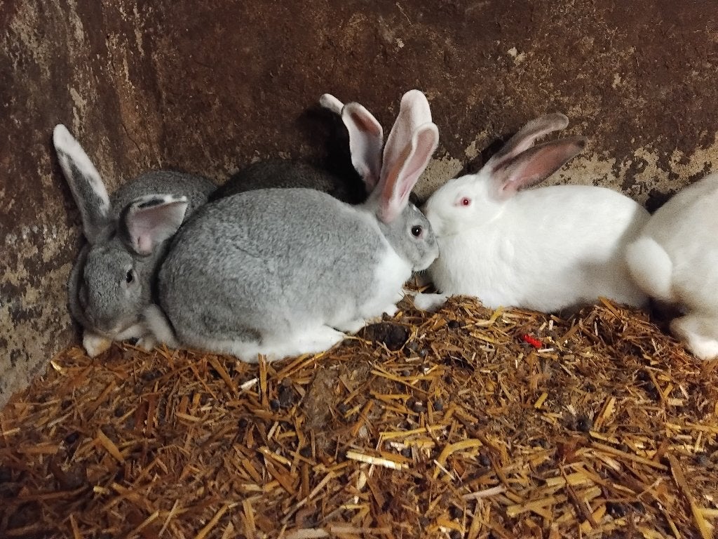 Jonge konijnen voedsters, Dieren en Toebehoren, Vrouwelijk, Groot