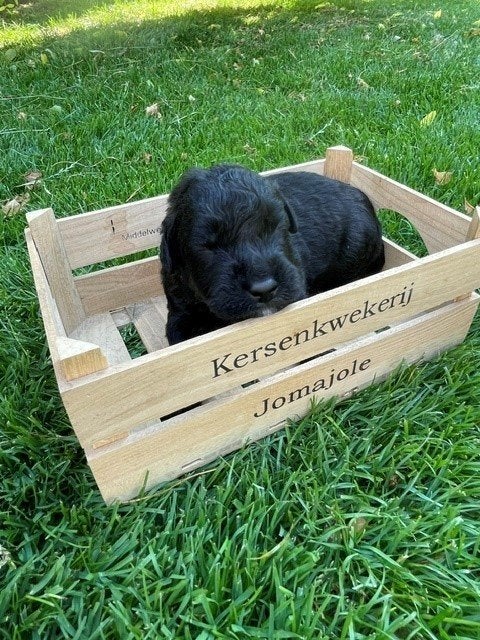 Bouvier Des Flandres pups met stamboom, Dieren en Toebehoren, Honden | Herdershonden en Veedrijvers, Bouvier, Parvo, 8 tot 15 weken