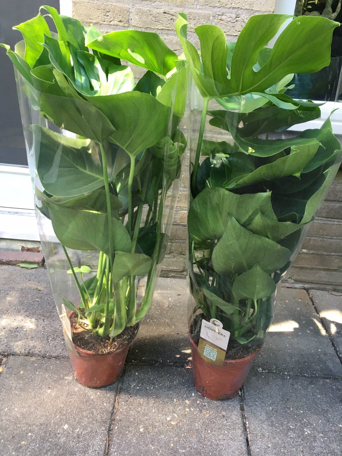 Monstera, Huis en Inrichting, Overige soorten, Minder dan 100 cm, Groene kamerplant, Halfschaduw
