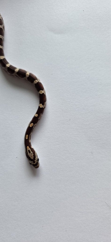 Prachtige Baby Rattenslangen (Met Bloodred-genetica) Rat Snake photo 4
