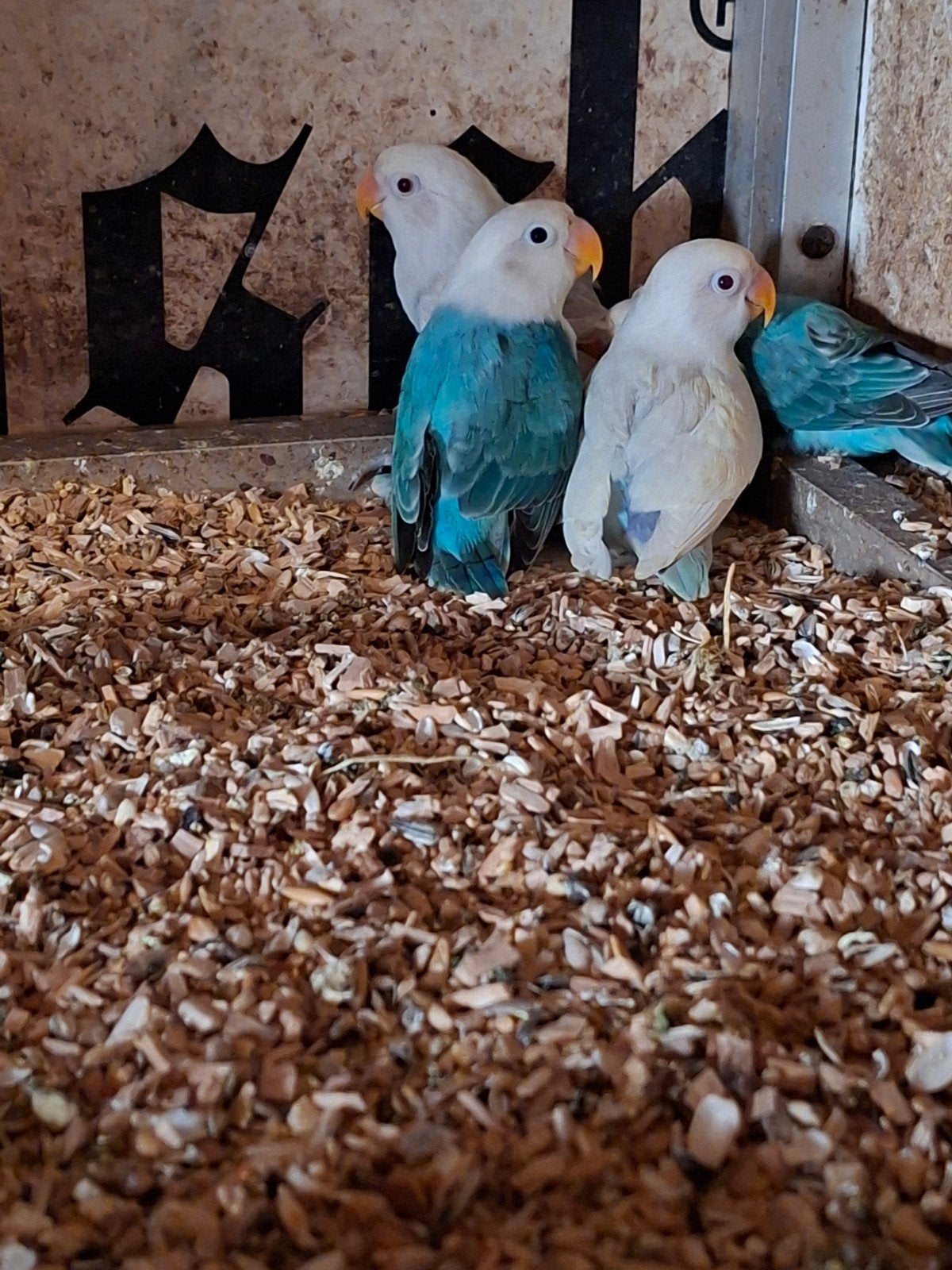 Parkieten agapornis fischeri  roodoog, Dieren en Toebehoren, Geslacht onbekend, Dwergpapegaai of Agapornis