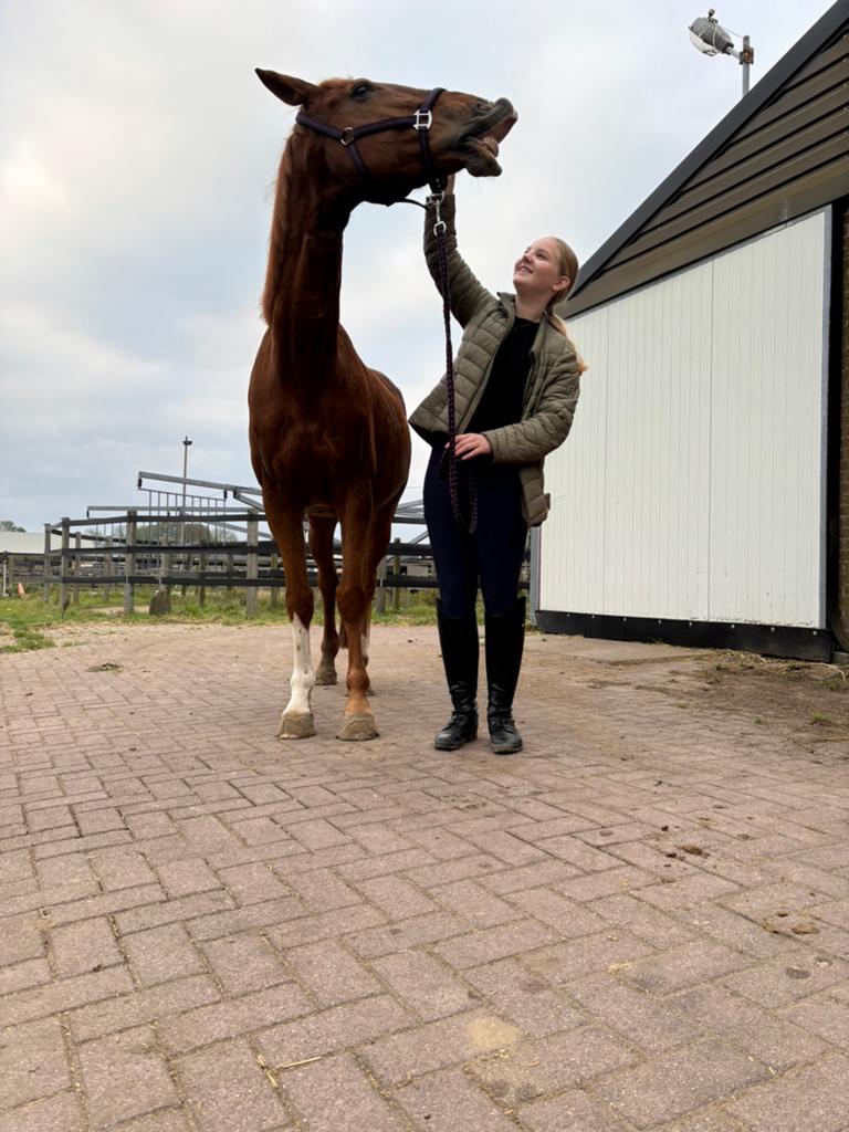 Verzorgpony/paard gezocht/ verzorger aangeboden, Ophalen of Verzenden, Zo goed als nieuw