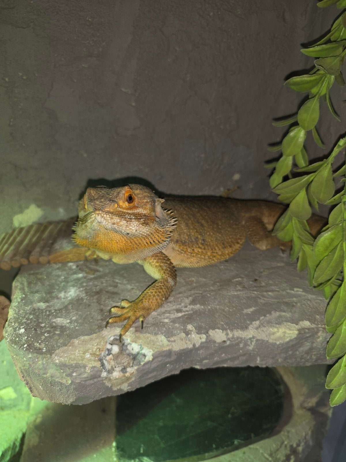 Baardagaam  en terrarium, Dieren en Toebehoren, Overige soorten, Met terrarium, 3 tot 6 jaar