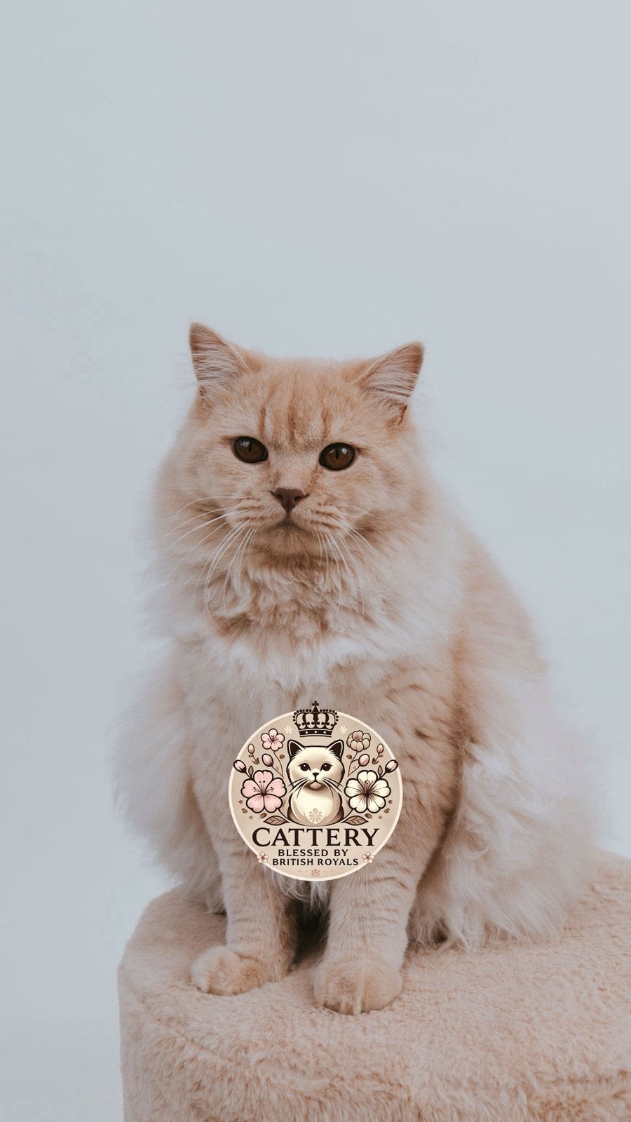 Dekkater brits langhaar Cremé - Mosie - Let op NIET TE KOOP, Dieren en Toebehoren