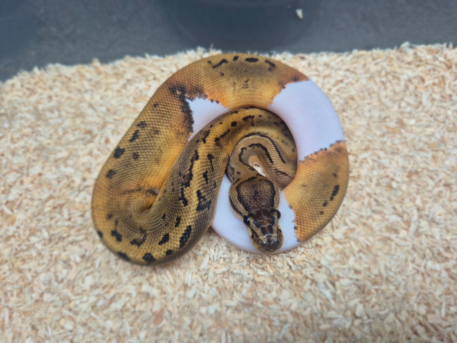 ballpython / python regius nakweek 2026 Ball Python - female for sale from chris