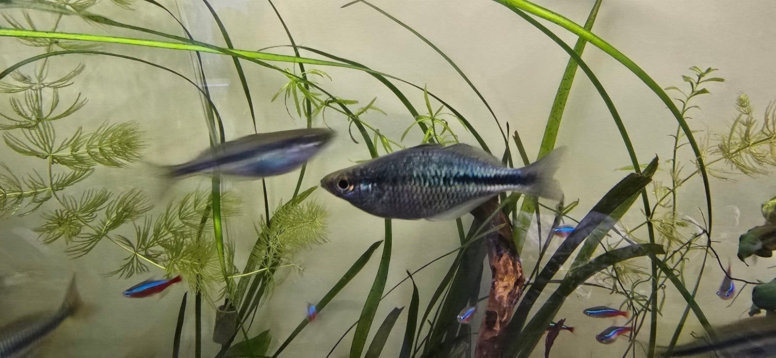 Melanotaenia Lacustris, Vis