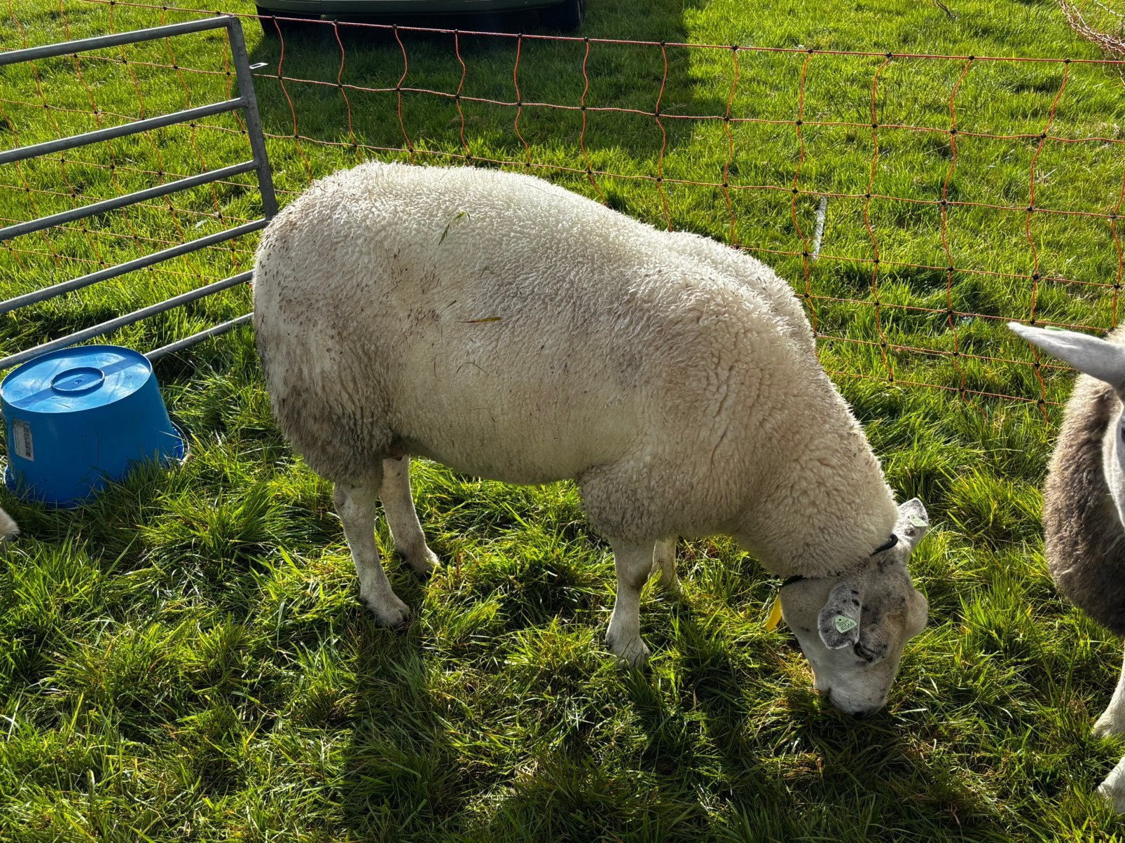 Oude ooi, Vrouwelijk, Schaap