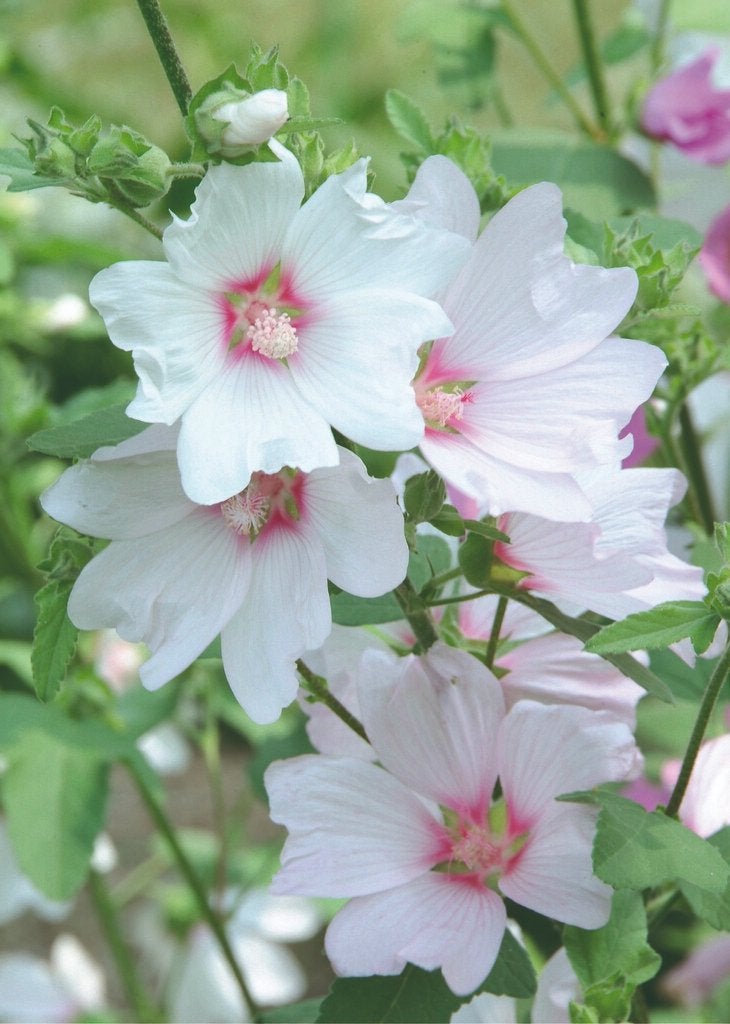 20 Struikmalva / Lavatera Mix € 60.00, Overige soorten, Volle zon, Vaste plant, Ophalen of Verzenden