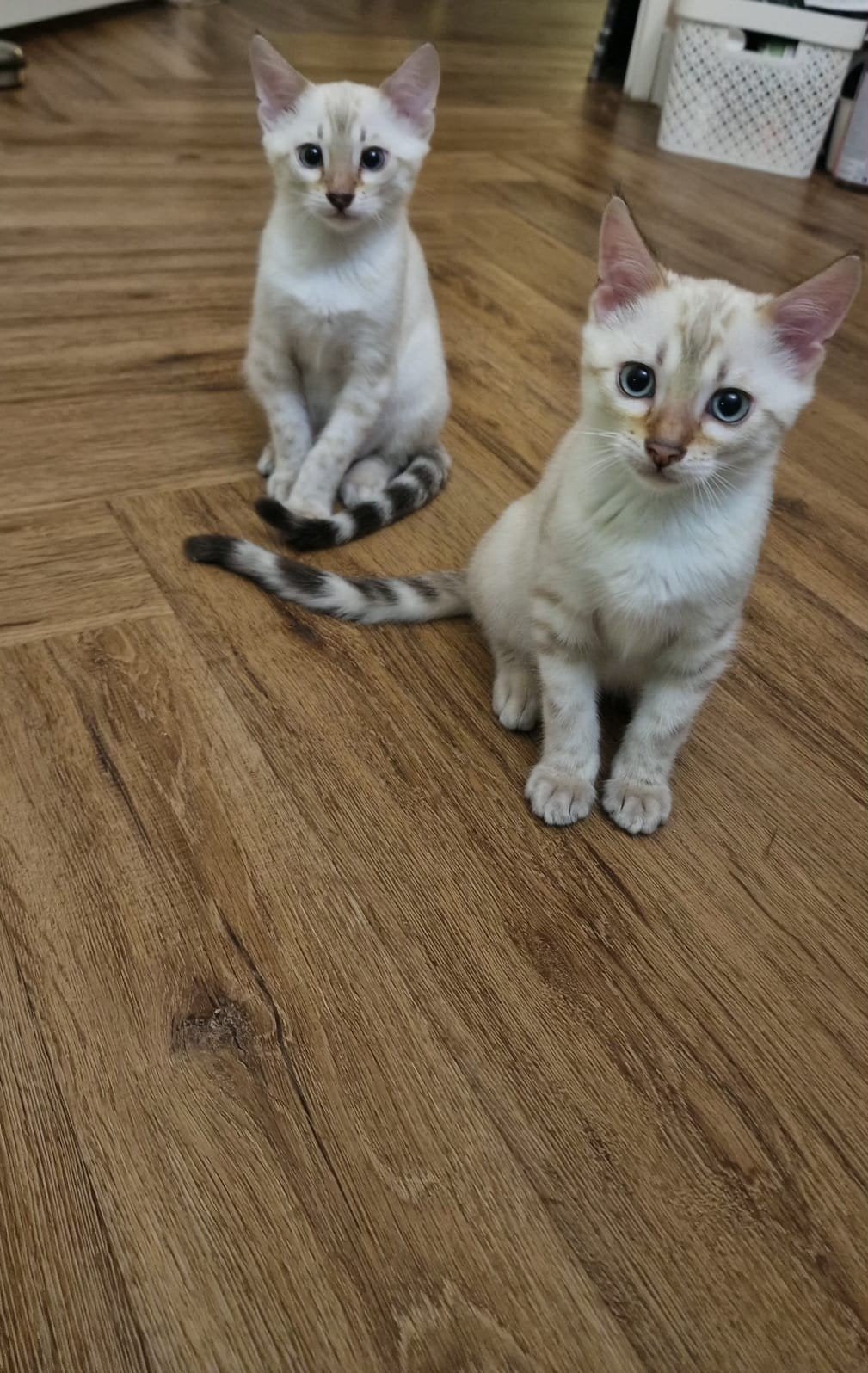 Prachtige Bengaalse kittens – kater & poes, Dieren en Toebehoren, Meerdere dieren