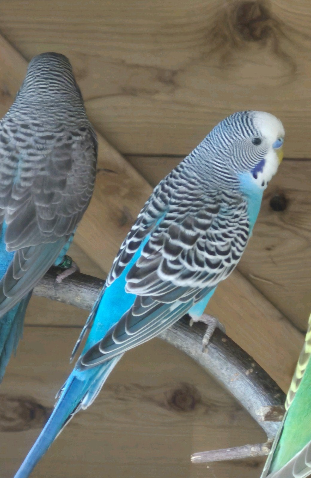 Blauw/Slate x Blauw, Meerdere dieren, Parkiet, Geringd