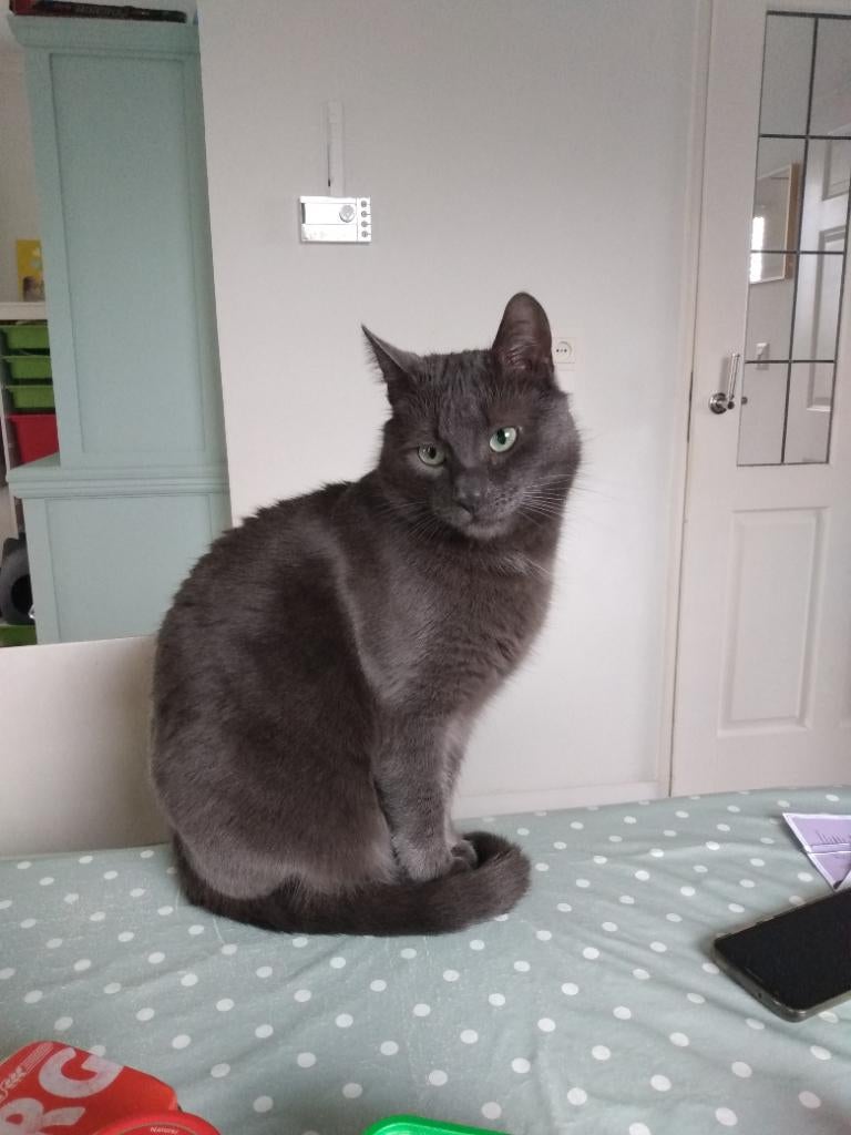 Grijze kater vermist in Oud Verlaat, Zevenhuizen (ZH), Kat
