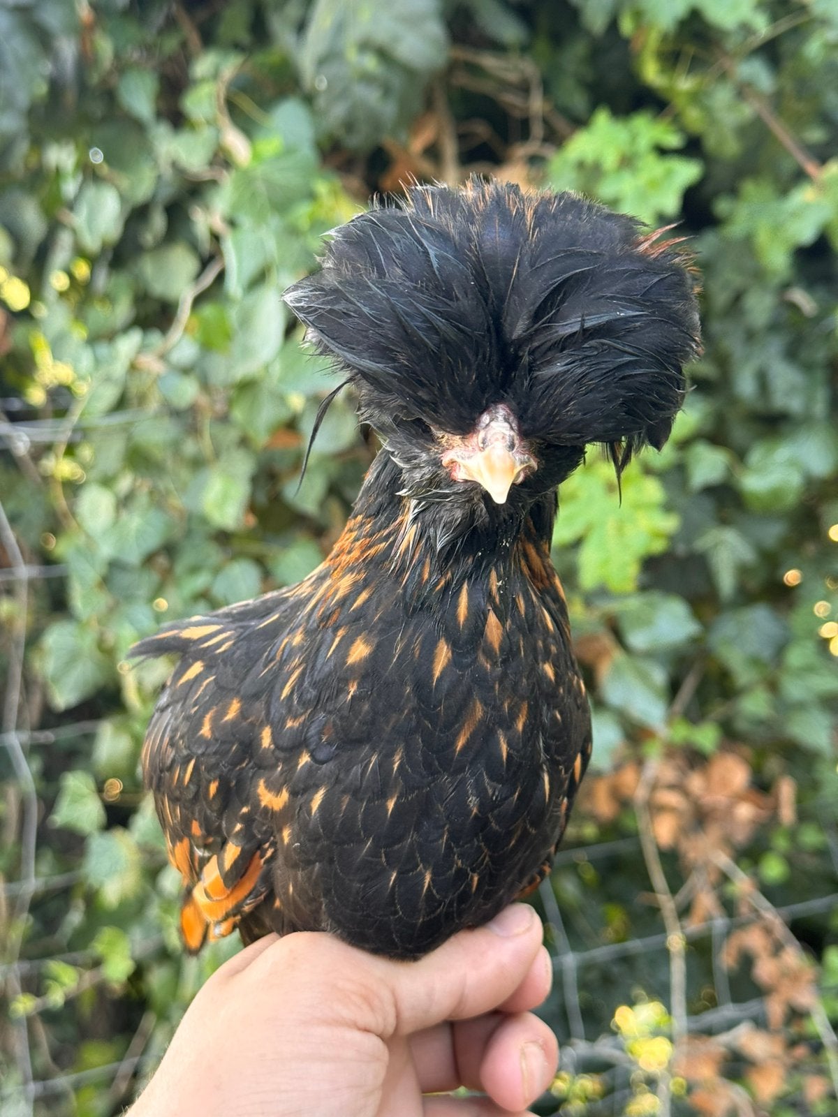 Padua kuifhoen kriel goudzwart gezoomd, Meerdere dieren, Kip