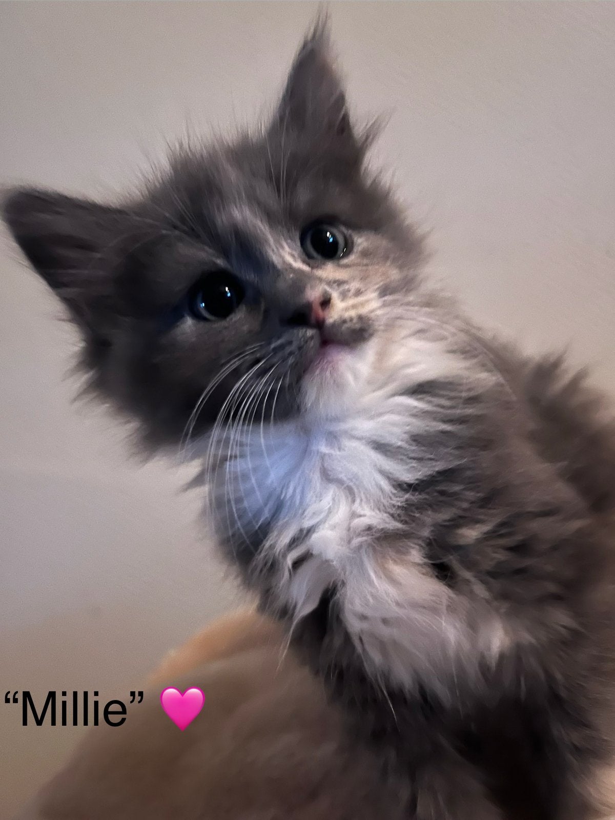 Prachtige Maine Coon kittens 🩷🩷💙, Meerdere dieren, Ontwormd