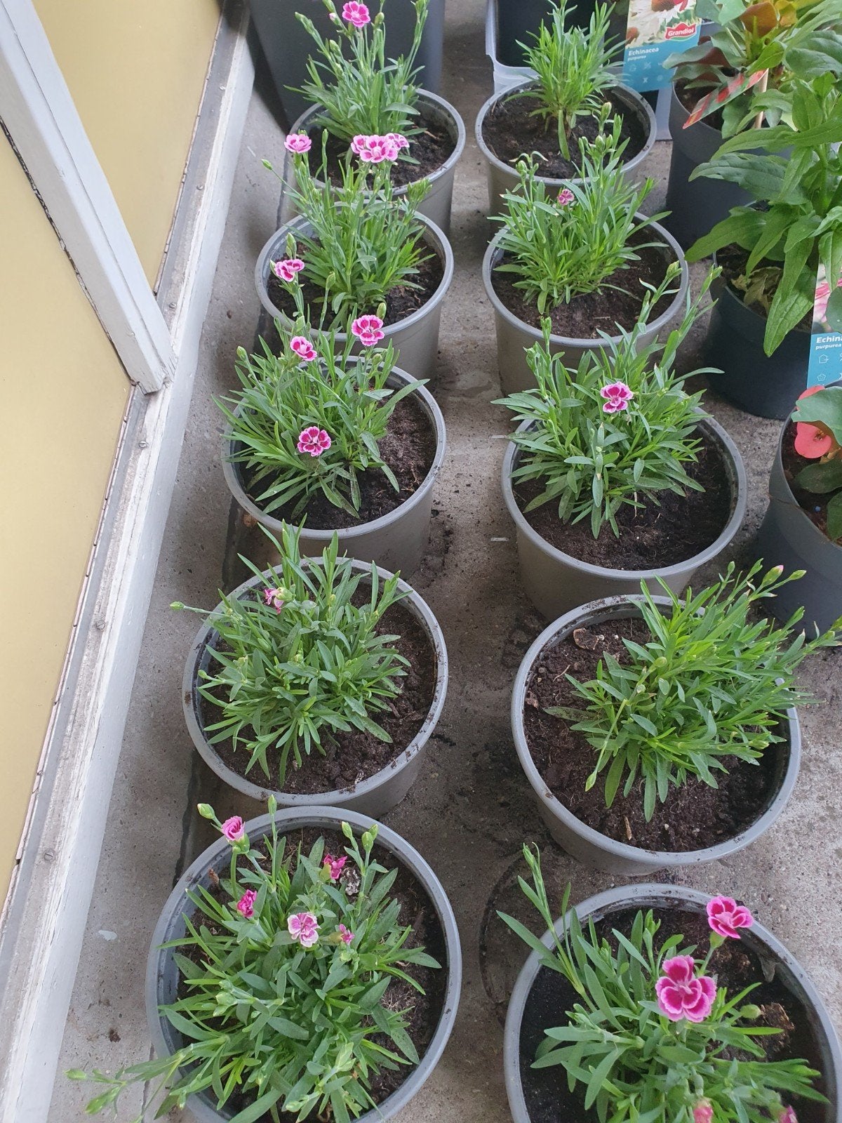 Anjers (Dianthus) - Roze bloemen in pot, Ophalen