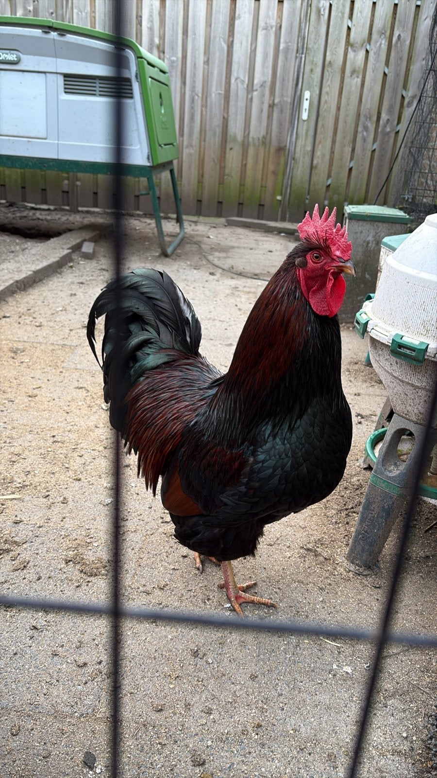 Gratis haan Barnevelder, Dieren en Toebehoren, Pluimvee, Mannelijk, Kip