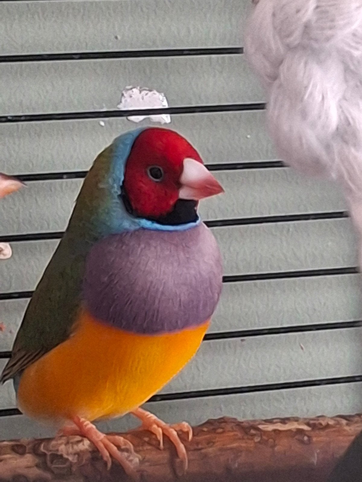Prachtige gouldamadine te koop man. Bijna 6 maanden oud., Dieren en Toebehoren, Mannelijk, Tropenvogel