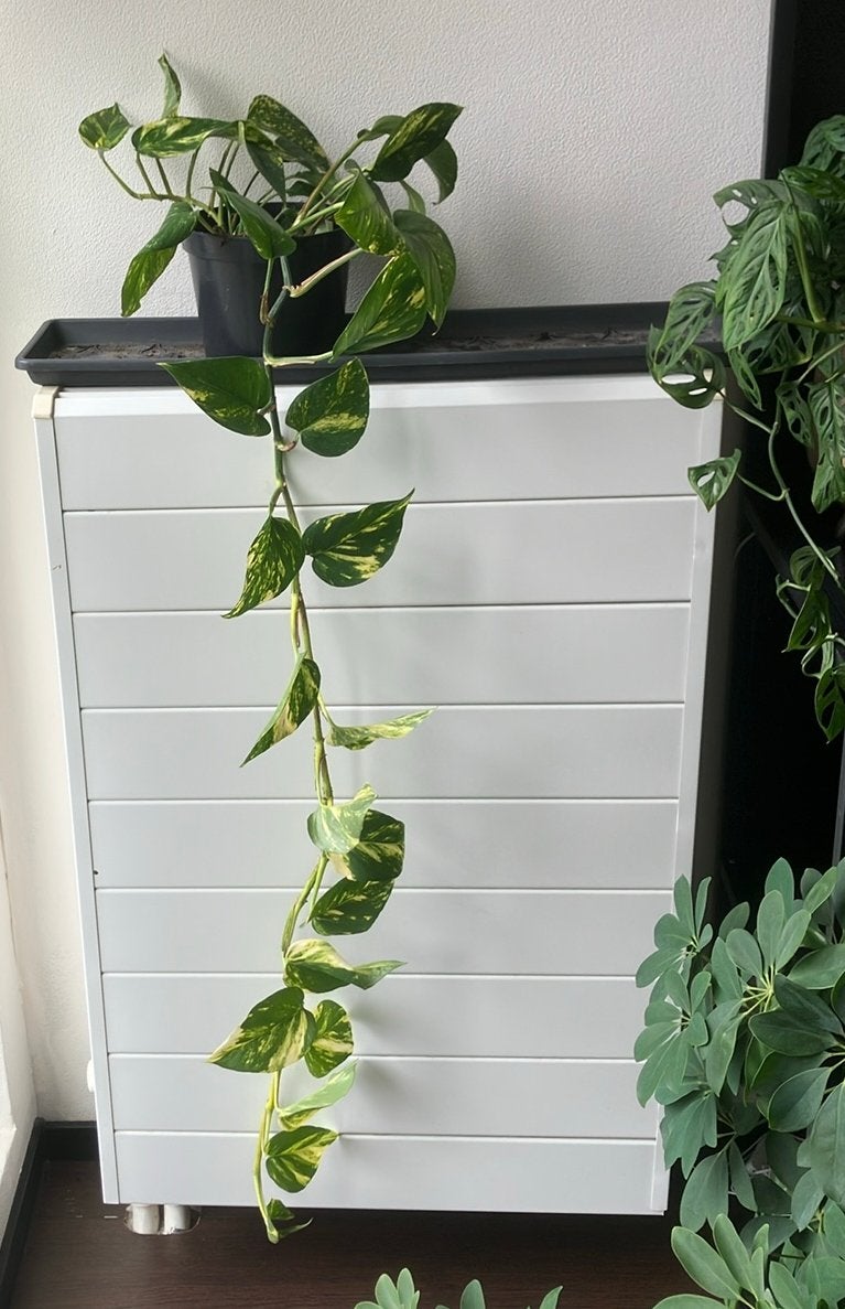 Mooie Pothos, met lange slinger!, Ophalen, Overige soorten, Halfschaduw, 100 tot 150 cm