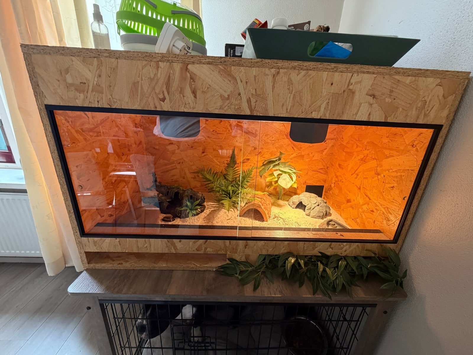 LuipaardGekko met alles erbij, Dieren en Toebehoren, Reptielen en Amfibieën, Overige soorten, Met terrarium, 0 tot 2 jaar