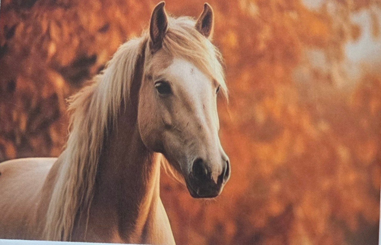 Diamond Painting Paard 40x50 (Niet Volledig), Ophalen of Verzenden, Nieuw, Knutselwerk