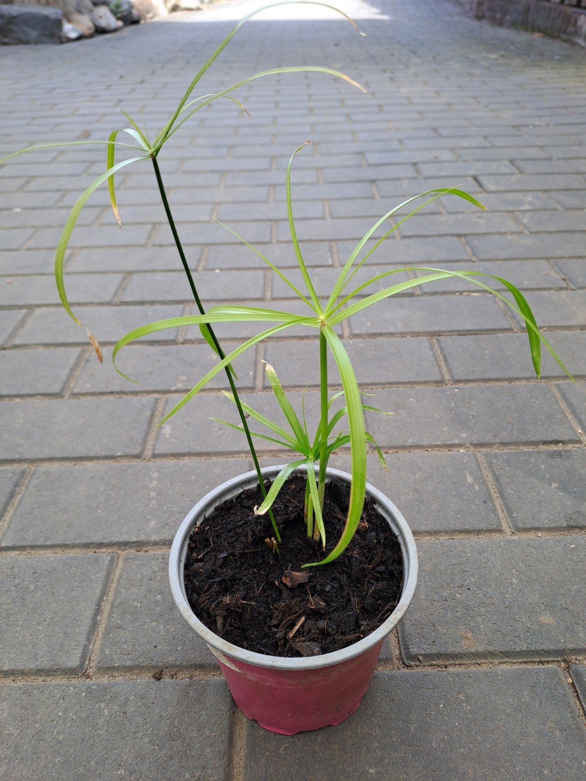 Parapluplant, Ophalen
