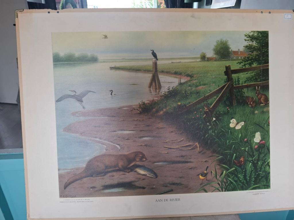 Vintage schoolplaat 'Aan de Rivier' - Natuur & Biologie, Antiek en Kunst, Antiek | Schoolplaten, Ophalen
