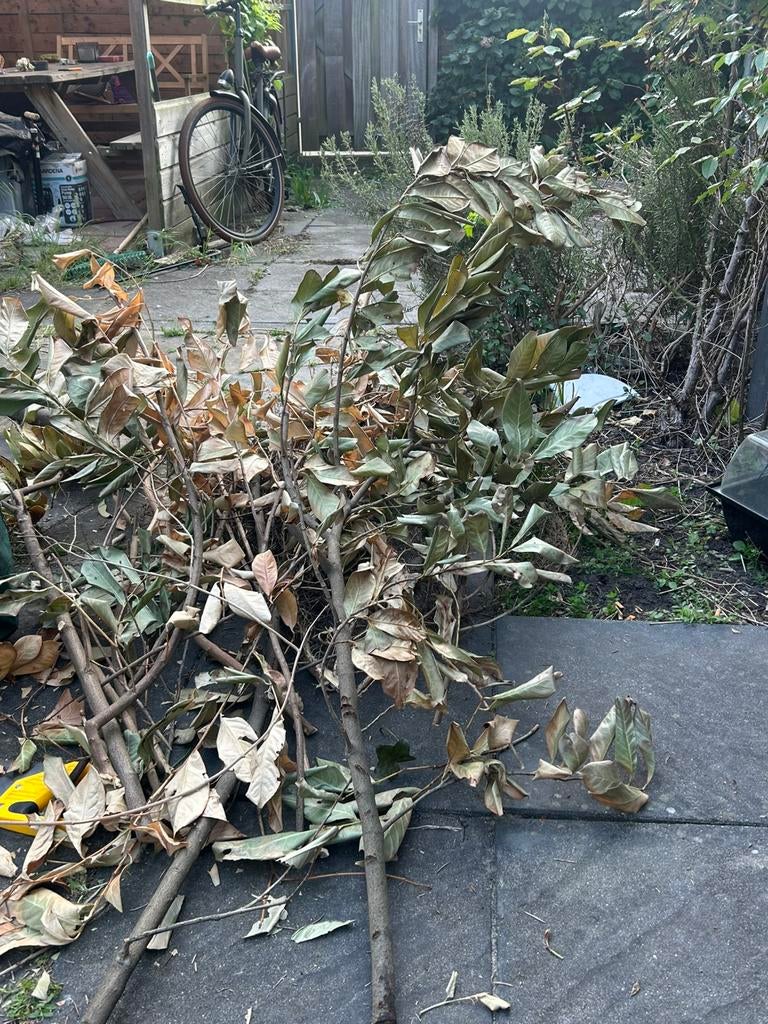GEZOCHT: iemand om tuinafval af te voeren tegen betaling :), Tuin en Terras, Planten | Bomen, Ophalen, Volle zon, Overige soorten