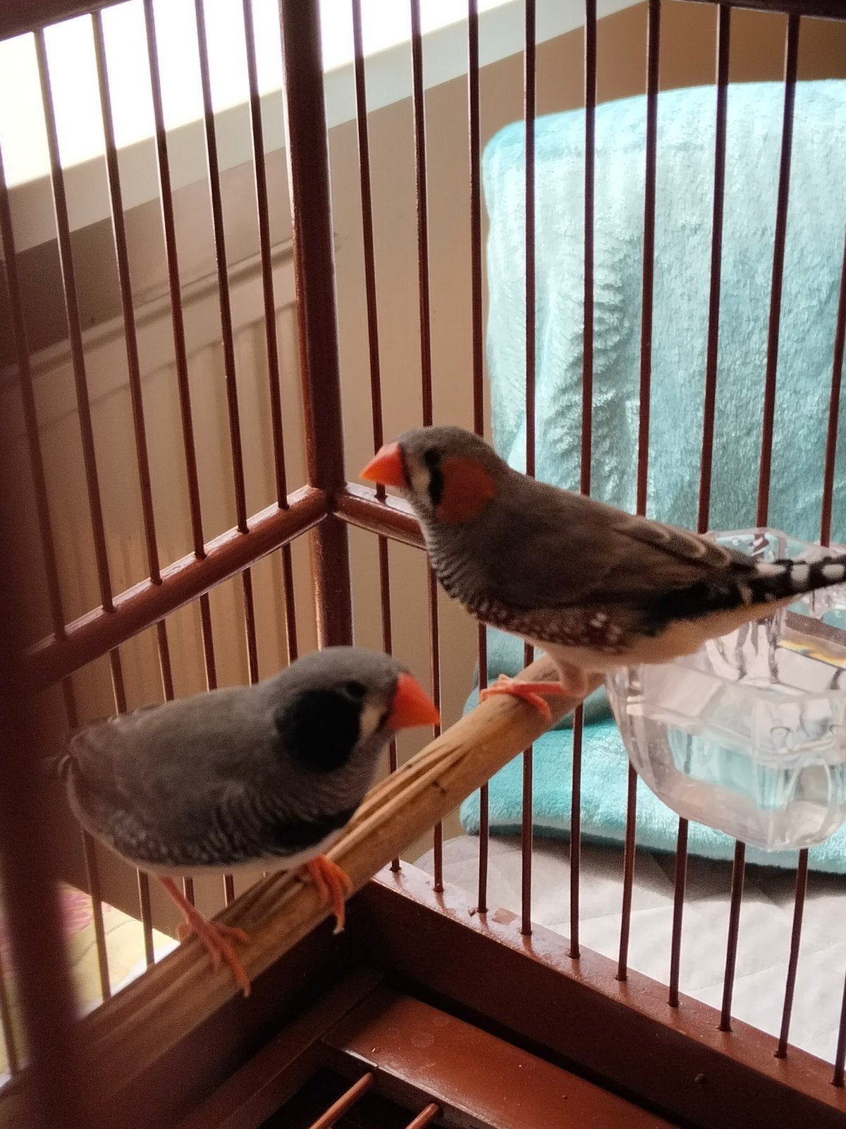 Jonge zebravinken van dit zomer., Dieren en Toebehoren, Vogels | Overige Vogels, Meerdere dieren