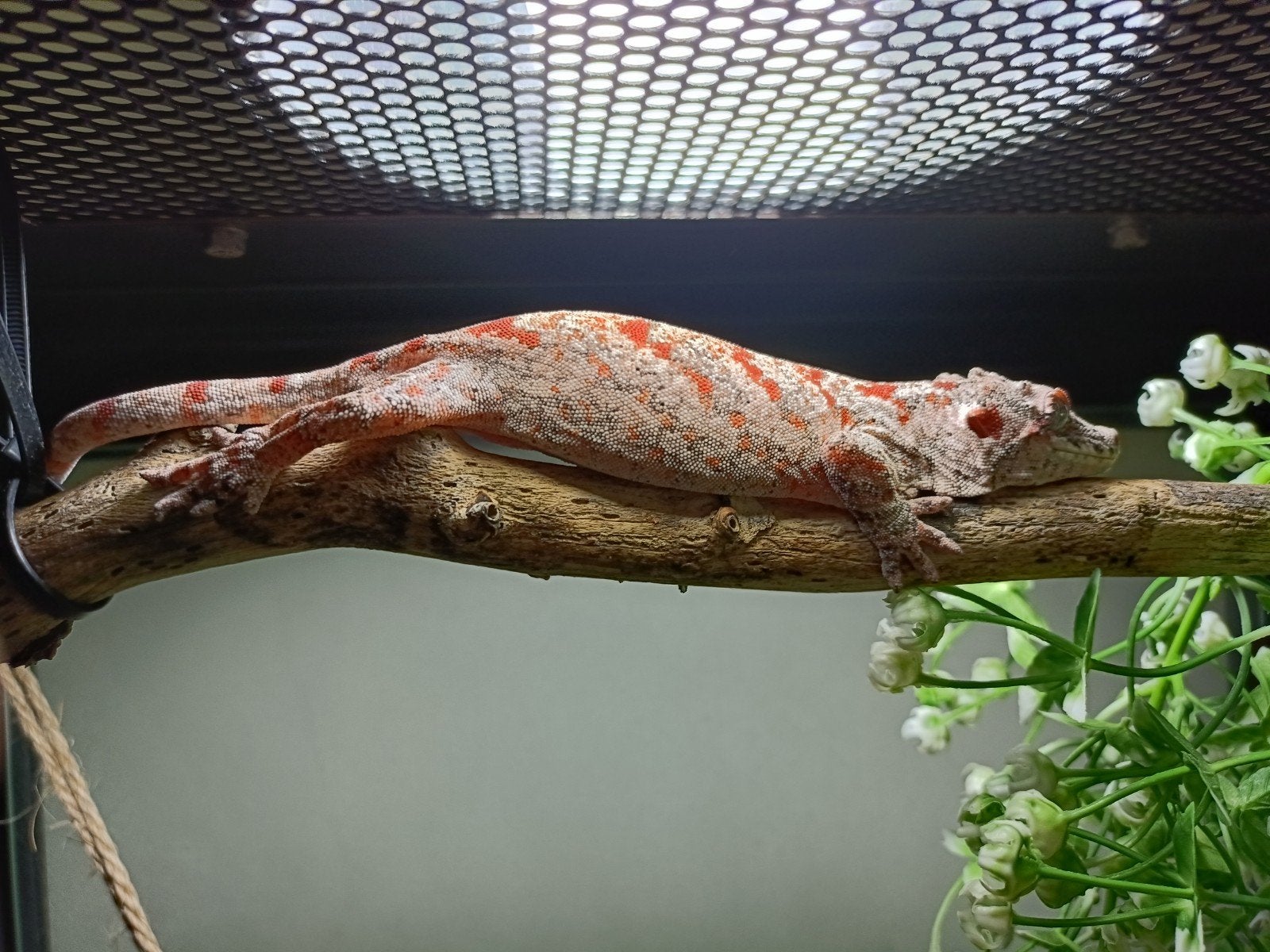 Gargoyle gekko vrouw. ., Hagedis, 3 tot 6 jaar
