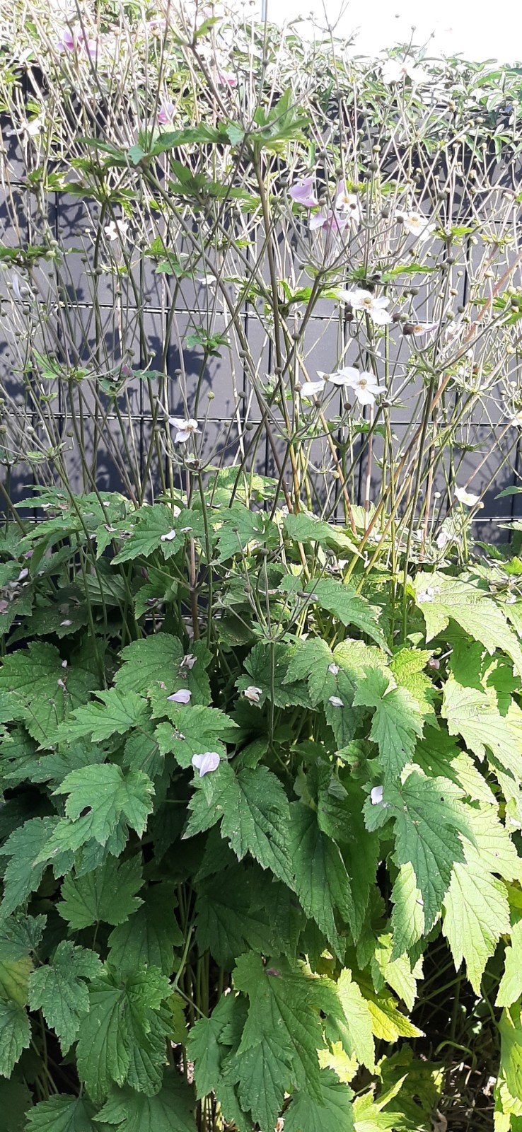 stekken Anemonen, Tuin en Terras, Planten | Tuinplanten, Ophalen, Overige soorten, Volle zon