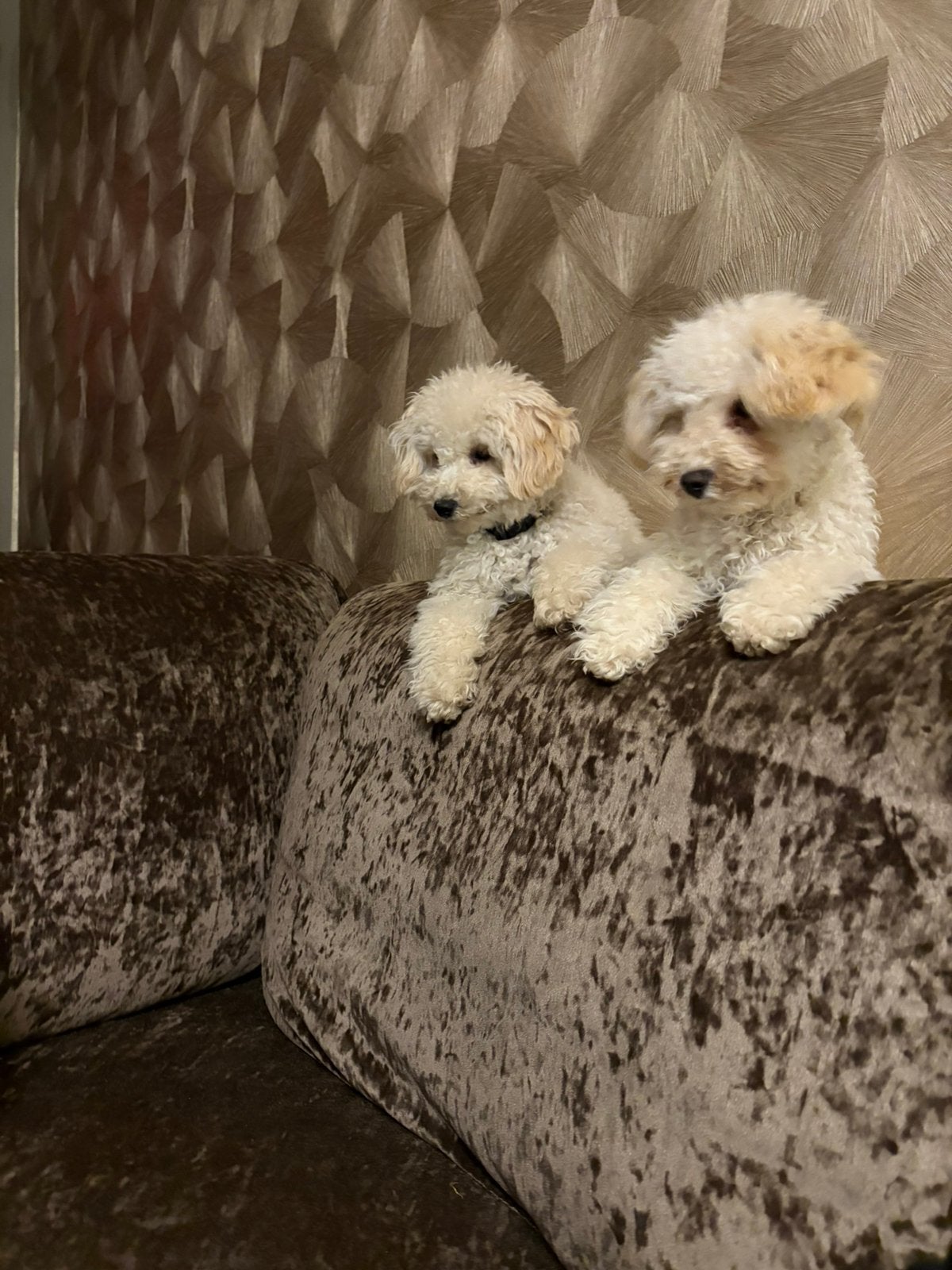 Toypoedel, Poedel, 1 tot 2 jaar, Teef, Parvo