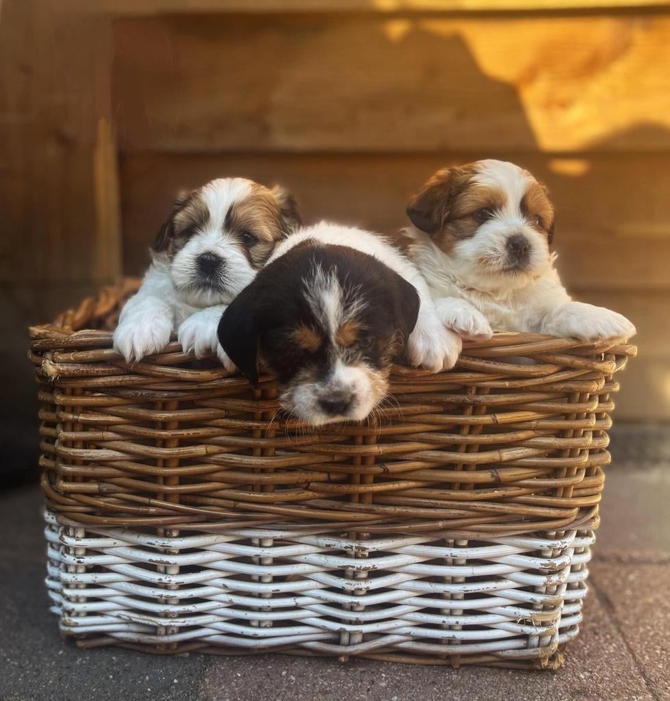 Prachtige Boomer puppy's te koop!, Overige rassen, 8 tot 15 weken, Meerdere, Meerdere dieren