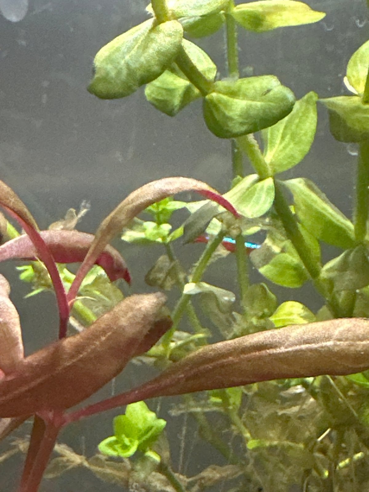 Gratis af te halen neon tetra, Vis