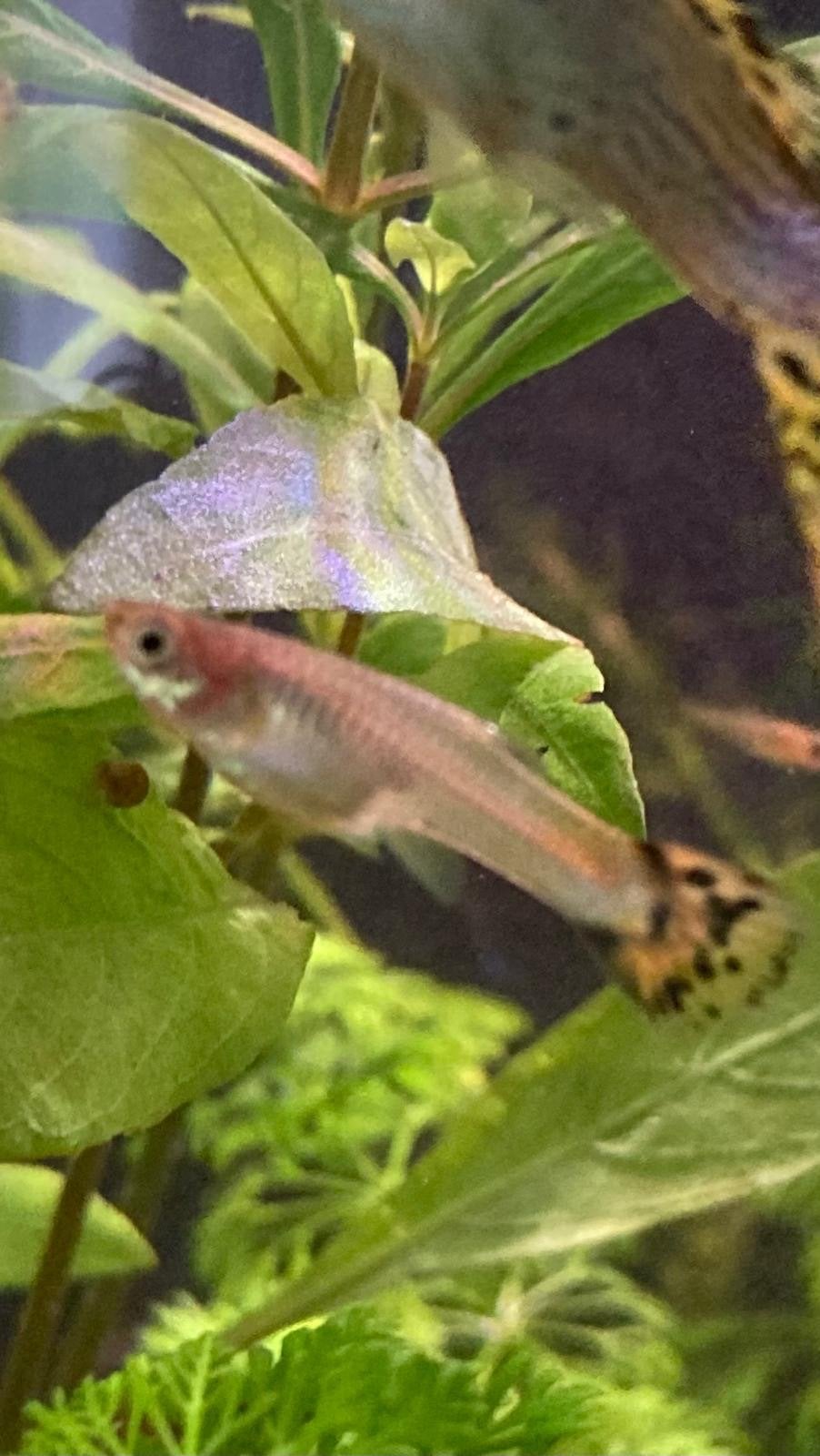 Jonge guppy’s, Dieren en Toebehoren, Vis