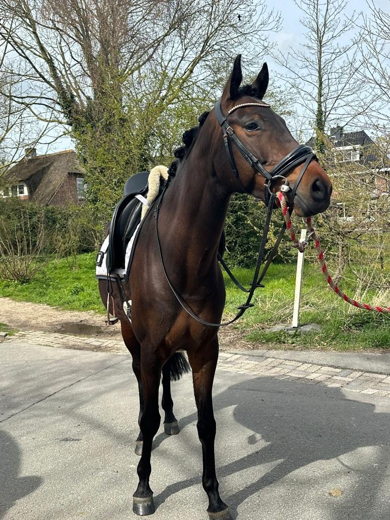Knappe, lieve Zangersheide merrie, Merrie, Springpaard, 3 tot 6 jaar, 160 tot 165 cm