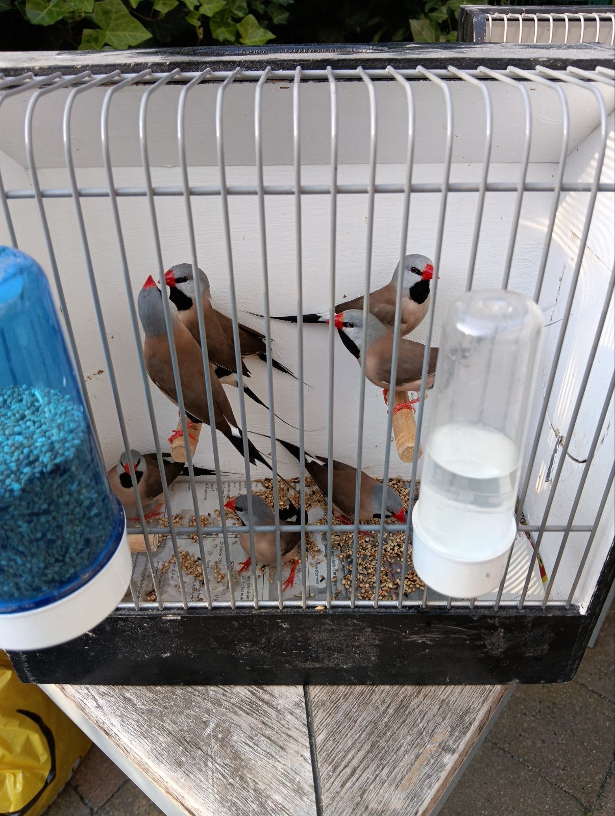 19 volwassen spitstraarten en 8 jonge, Dieren en Toebehoren, Vogels | Overige Vogels, Meerdere dieren